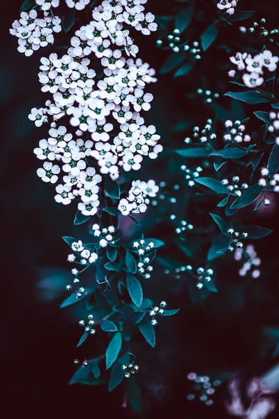 Dark Moody Floral Backdrop White Flowers Blooming Spiraea Branches Garden — Stock Photo, Image