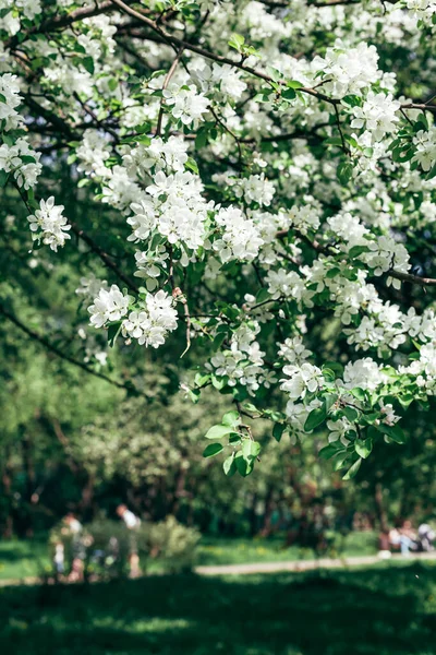 Voorjaar Achtergrond Met Bloeiende Witte Appelboom Bloemen Prachtige Natuur Met — Stockfoto