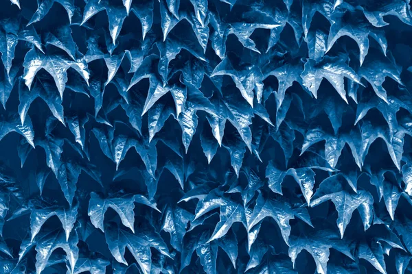 Naturalne Liście Tło Kolor Roku 2020 Klasyczny Niebieski Stonowany — Zdjęcie stockowe