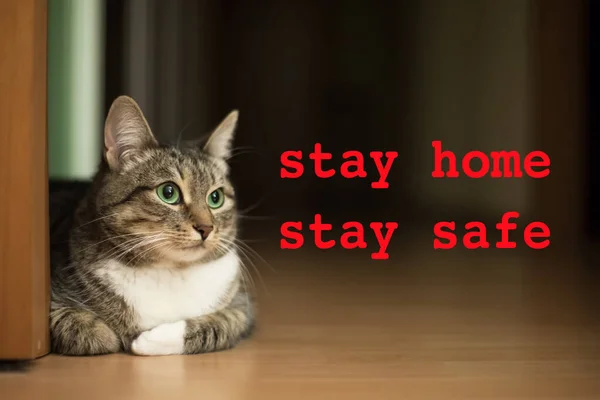 Stay home stay safe concept with domestic cat portrait and red text. Spending time home during Coronavirus pandemic quarantine isolation.