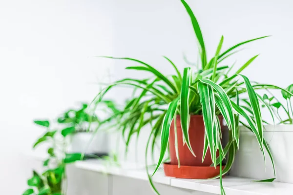 Grüne Topfpflanzen Als Hausdekoration Auf Weißem Hintergrund Home Gardening Konzept — Stockfoto