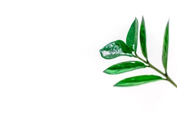 Groene Verse Kamerplanten Bladeren Geïsoleerd Witte Achtergrond Met Kopieerruimte Home — Stockfoto