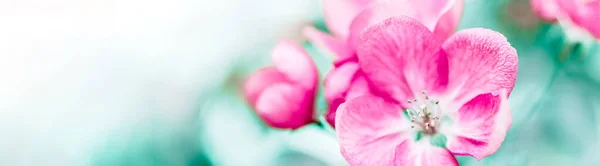 Frühling Hintergrund Mit Blühenden Hellrosa Apfelbaumblüten Schöne Naturszene Mit Sonnenlicht — Stockfoto