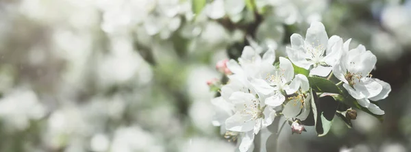 Spring Background Blooming White Apple Tree Flowers Beautiful Nature Scene — Stock Photo, Image