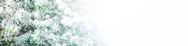 Ανοιξιάτικο Φόντο Ανθισμένα Λευκά Άνθη Μηλιάς Όμορφη Φύση Σκηνή Φως — Φωτογραφία Αρχείου