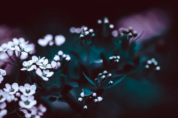 Dark Moody Floral backdrop with white flowers of blooming spiraea branches in garden outdoors purple toned. Natural plant background with copy space