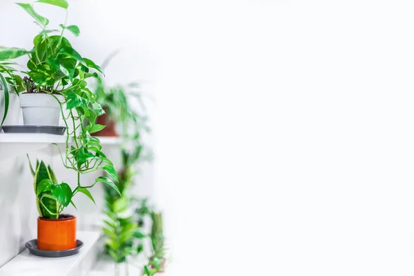 Зеленые Горшечные Домашние Растения Украшают Дом Белом Фоне Концепция Садоводства — стоковое фото