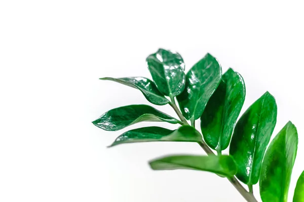 Hojas Verdes Frescas Plantas Interior Aisladas Sobre Fondo Blanco Con —  Fotos de Stock