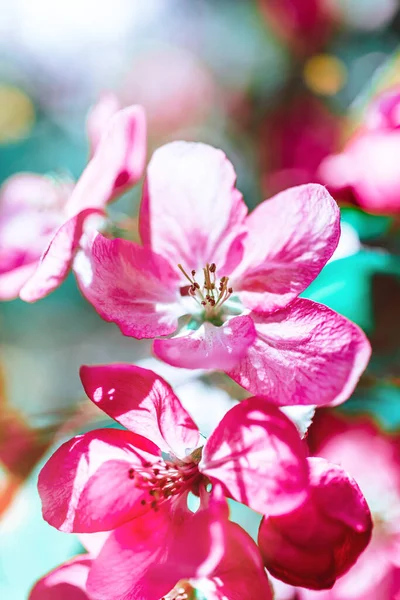 Tavaszi Háttér Virágzó Rózsaszín Almafa Virágok Gyönyörű Természeti Jelenet Napfénnyel — Stock Fotó