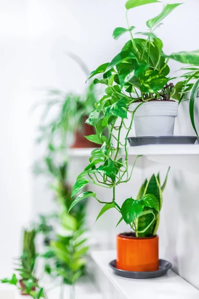 Green Potted Houseplants Home Decoration White Background Home Gardening Concept — Stock Photo, Image