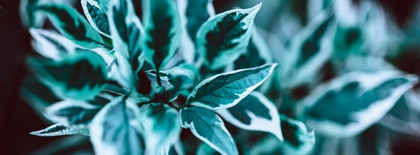 Planta Verde Botânica Fundo Natural Fundo Ervas Frescas Com Espaço — Fotografia de Stock