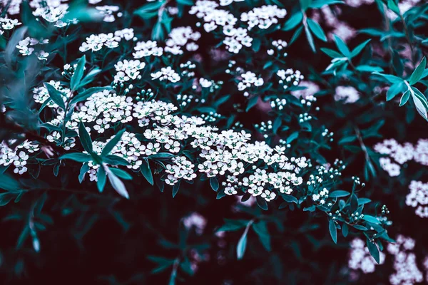 Dark Moody Floral backdrop with white flowers of blooming spiraea branches in garden outdoors purple toned. Natural plant background with copy space