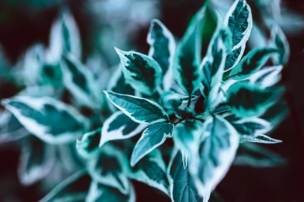 Grön Växt Botaniska Naturliga Bakgrund Färsk Örtbakgrund Med Kopieringsutrymme — Stockfoto