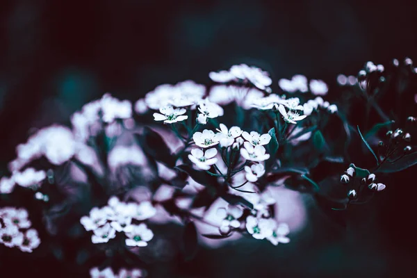 Mörk Moody Blommig Bakgrund Med Vita Blommor Blommande Spiraea Grenar — Stockfoto