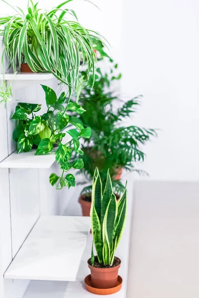 Decorazione Domestica Verde Piante Appartamento Vaso Sfondo Bianco Concetto Giardinaggio — Foto Stock