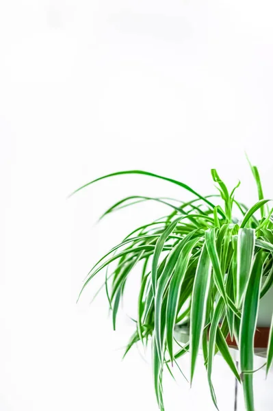 Groene Potten Huisplanten Huisdecoratie Witte Achtergrond Thuis Tuinieren Concept Overdekte — Stockfoto
