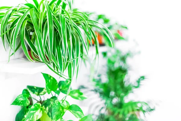 Зеленые Горшечные Домашние Растения Украшают Дом Белом Фоне Концепция Садоводства — стоковое фото