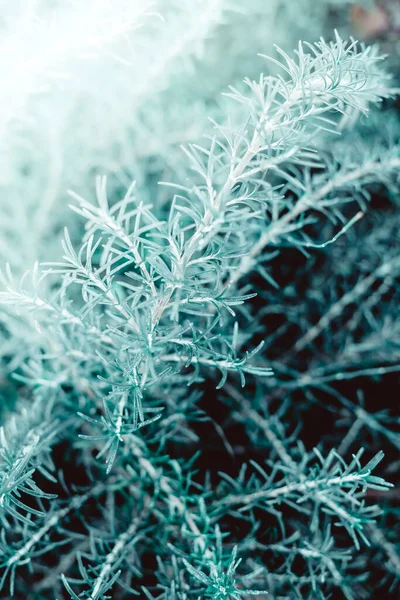 Grön Rosmarin Växt Botaniska Naturliga Bakgrund Färsk Örtbakgrund Med Kopieringsutrymme — Stockfoto