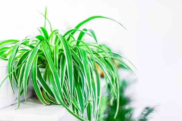 Decorazione Domestica Verde Piante Appartamento Vaso Sfondo Bianco Concetto Giardinaggio — Foto Stock