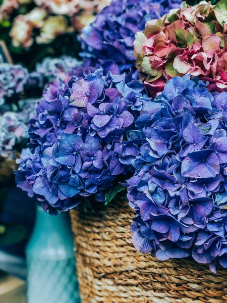 Zblízka Krásné Modré Hortenzie Květiny Košíku Kapkami Vody Francouzském Trhu — Stock fotografie