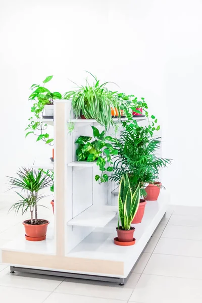 Green potted houseplants home decoration on white background. Home gardening concept. Indoor garden in bright light scandinavian style