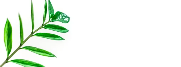 Zielone Świeże Rośliny Domowe Liście Izolowane Białym Tle Miejsca Kopiowania — Zdjęcie stockowe