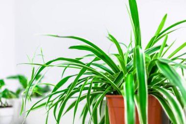 Yeşil saksı bitkileri beyaz arka planda ev dekorasyonu. Ev işleri konsepti. Işıl ışıl İskandinav tarzıyla kapalı bahçe