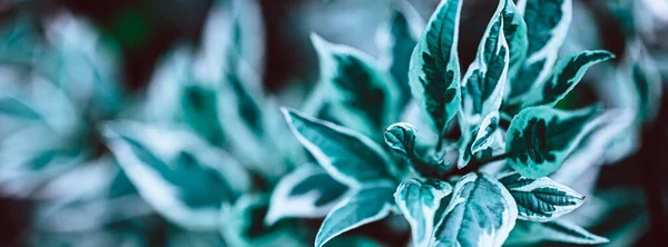 緑の植物植物の自然背景 コピースペース付きの新鮮なハーブの背景 長いワイドバナー — ストック写真