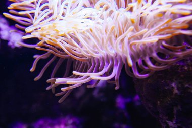 tropikal su akvaryumunda egzotik bitkiler