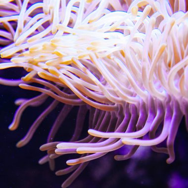 tropikal su akvaryumunda egzotik bitkiler