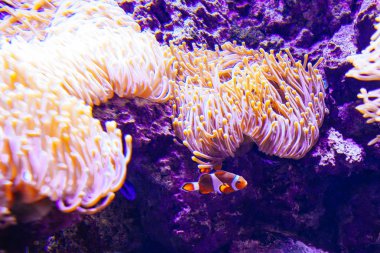 Deniz Akvaryumunda Amphiprion Ocellaris Palyaço Balığı