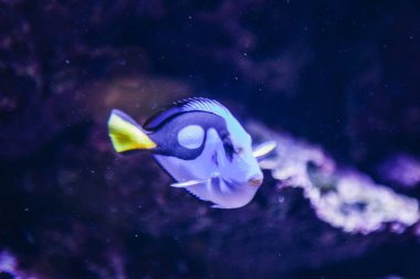 Akvaryum mavi bir balık