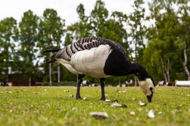 Etnografik Park'ta açık hava Müzesi kaz