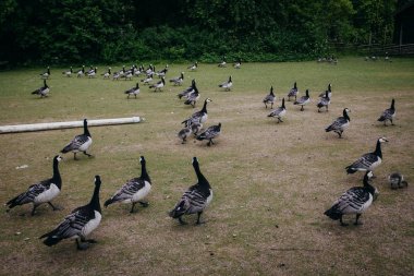 Etnografik Park'ta açık hava Müzesi kaz