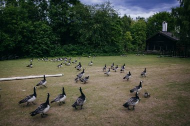 Etnografik Park'ta açık hava Müzesi kaz