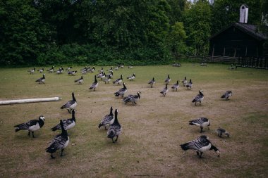 Etnografik Park'ta açık hava Müzesi kaz