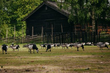 Etnografik Park'ta açık hava Müzesi kaz