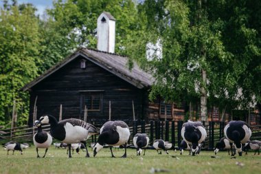 Etnografik Park'ta açık hava Müzesi kaz