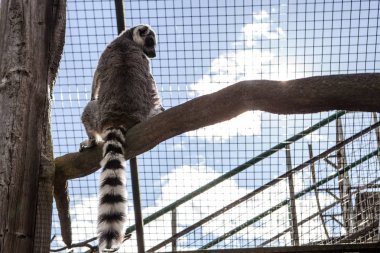Maço lemur Skansen Hayvanat Bahçesi Stokholm, İsveç'te güneşin tadını