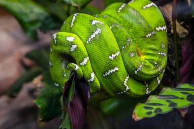 Zümrüt ağaç Boa (Cropan caninus) yılan, Skansen, Stockholm, İsveç