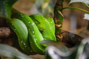 Zümrüt ağaç Boa (Cropan caninus) yılan, Skansen, Stockholm, İsveç