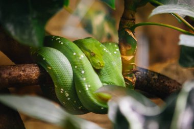 Zümrüt ağaç Boa (Cropan caninus) yılan, Skansen, Stockholm, İsveç
