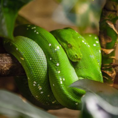 Zümrüt ağaç Boa (Cropan caninus) yılan, Skansen, Stockholm, İsveç