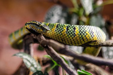 siyah arka plan üzerine izole Kraliyet boa