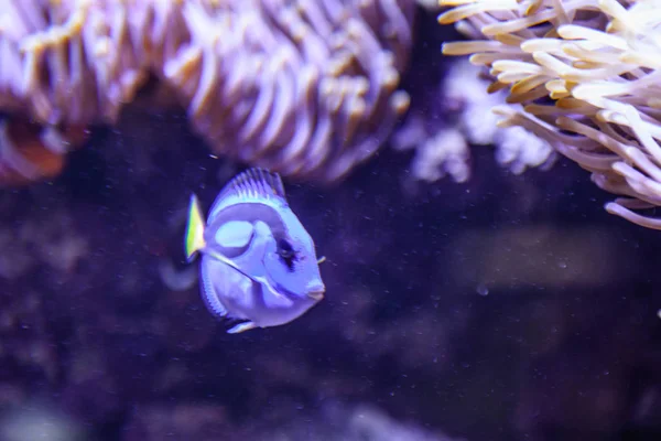 A blue fish in the aquarium — Stock Photo, Image