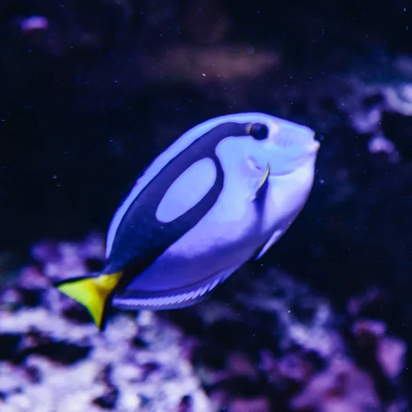 En blå fisk i akvariet — Stockfoto