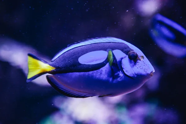 A blue fish in the aquarium — Stock Photo, Image