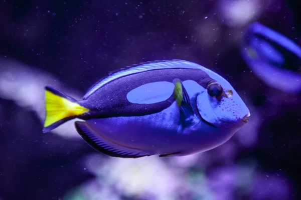 Ein blauer Fisch im Aquarium — Stockfoto