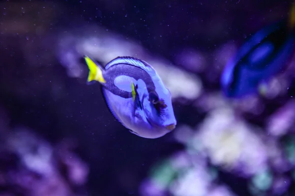 En blå fisk i akvariet — Stockfoto