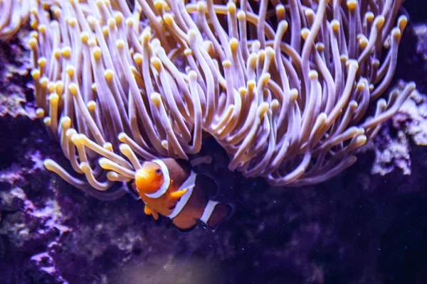 アンフィプリオン｜海洋水族館のオセラーリス・クラウンフィッシュ — ストック写真